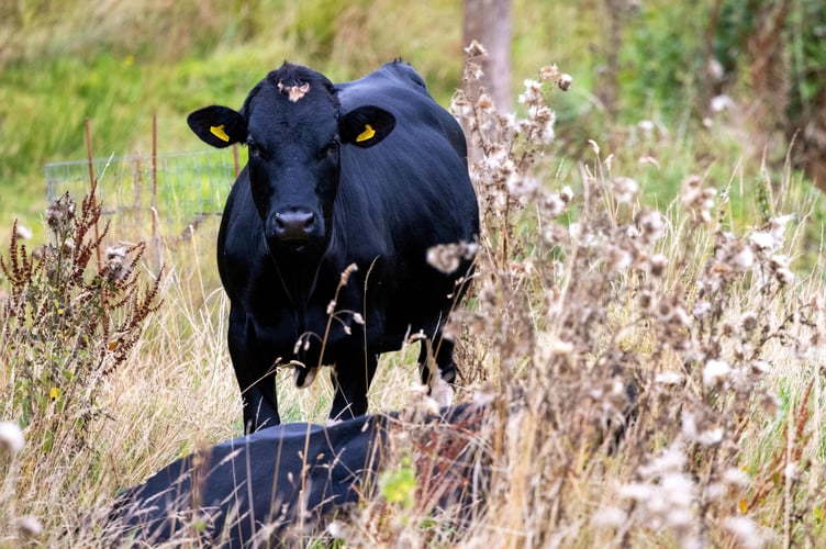 Cattle at Elston Farm.