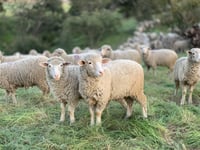 Bluetongue detected in Devon livestock