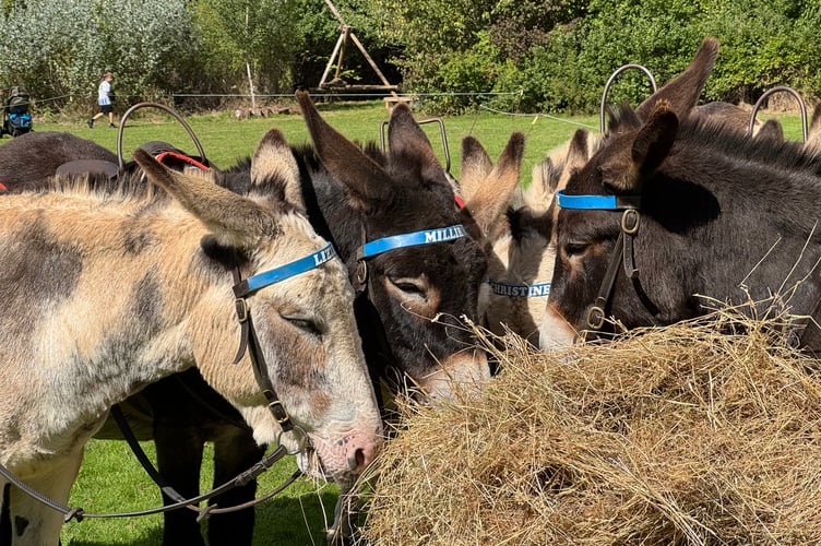 Donkeys enjoyed a feed between races.  AQ 2826
