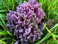 Explore Devon's fungi wonders this autumn!