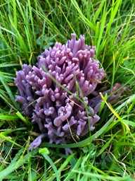 Credit BMS Cameron Diekonigin – Violet Coral Fungus