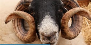 Police appeal after sheep thefts in North Devon and Cornwall

