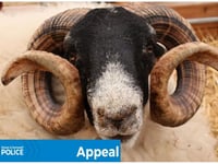 Police appeal after sheep thefts in North Devon and Cornwall
