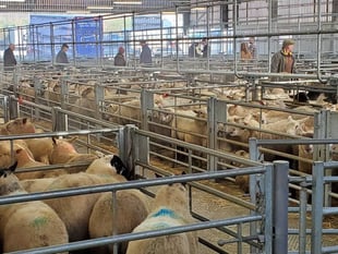 Holsworthy £7.3m agri-business centre still on track despite fears