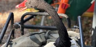 Reggie the Black Swan finds new home
