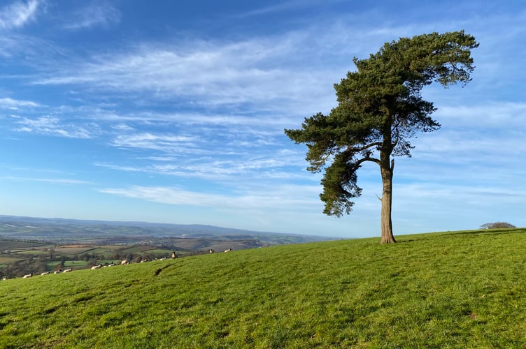 The iconic Radon Hill tree, the only one left after the 1987 storm (though a new group was planted in 1990).
