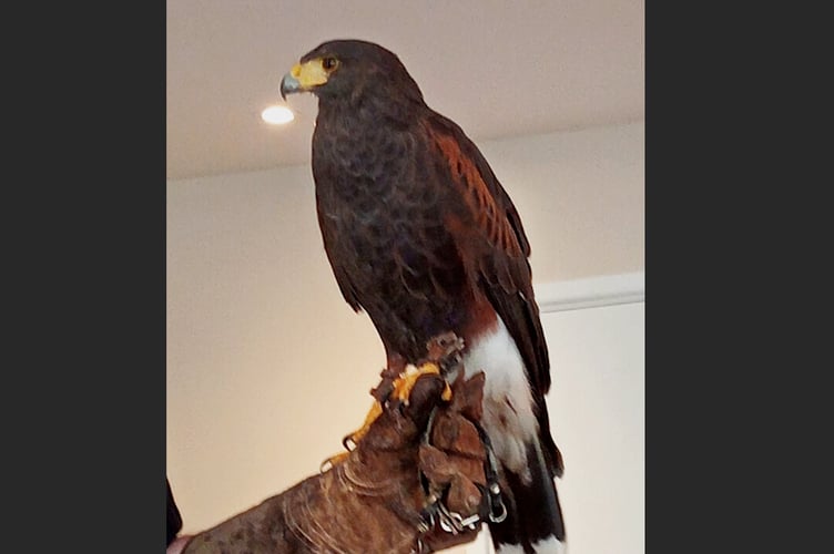 Abby, the Harris's Hawk.