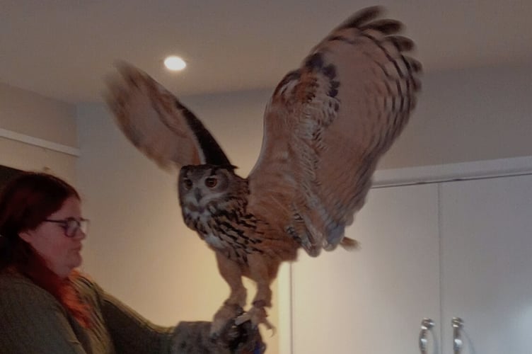 Warwick, the European Eagle Owl.