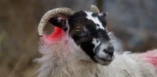 Sheep theft in Lewdown