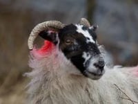 Sheep theft in Lewdown