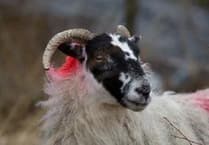 Sheep theft in Lewdown