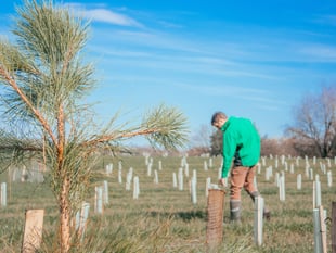 Forestry England to create two new SW woodlands
