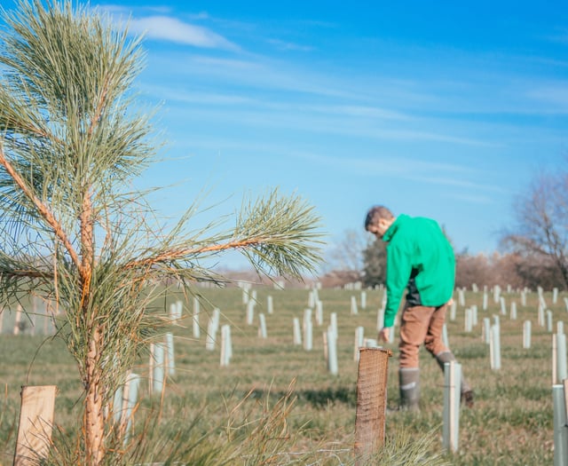 Forestry England to create two new SW woodlands
