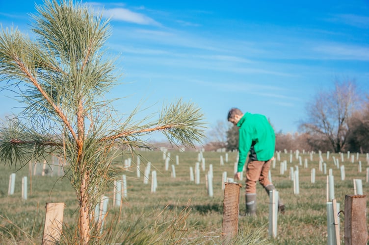 Tree planting on agricultural land.
