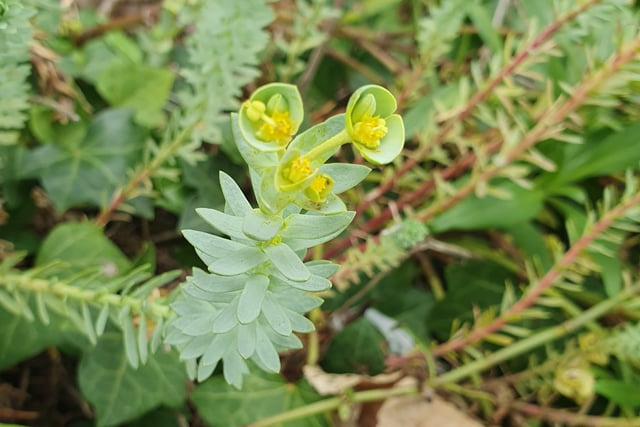Nature Diary by Alice Henderson | Botany on the Beach