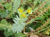 Nature Diary by Alice Henderson | Botany on the Beach