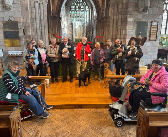 Seven dogs at Crediton Pet Service
