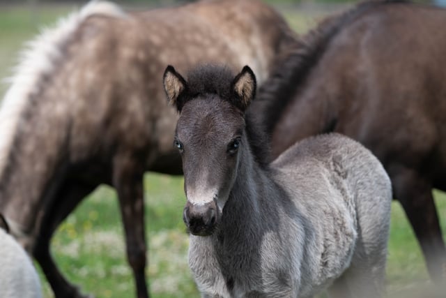 Help name rescued Icelandic foal