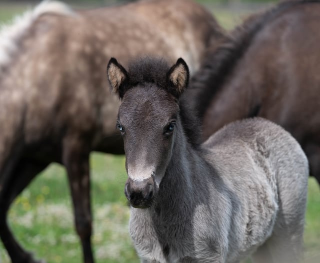 Help name rescued Icelandic foal