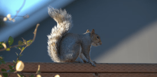 Road noise can actually make squirrels feel safer, new study finds