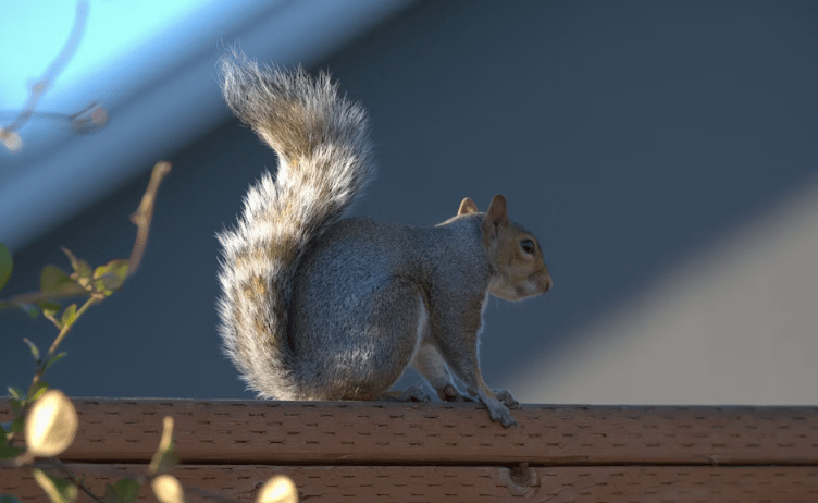 Squirrel stock image 