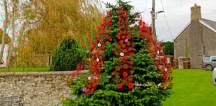 320 poppies on Coldridge tree for remembrance
