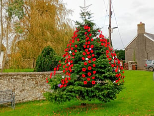 320 poppies on Coldridge tree for remembrance
