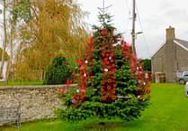 320 poppies on Coldridge tree for remembrance