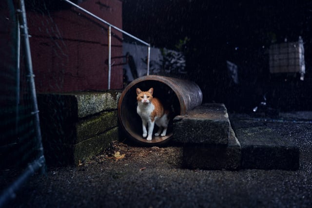 Stray cats face deadly risks in winter, says Cats Protection