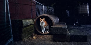 Stray cats face deadly risks in winter, says Cats Protection