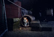 Stray cats face deadly risks as temperatures plummet, says Cats Protection
