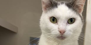 RSPCA warning as pet neglect rises 16 per cent in Devon