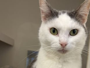 RSPCA warning as pet neglect rises 16 per cent in Devon