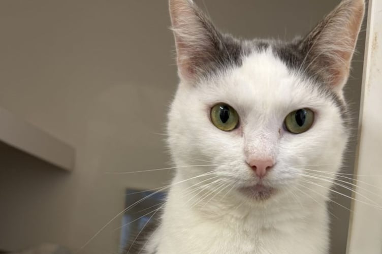 One of the many animals rescued by the RSPCA currently looking for a home in Devon is Chappie