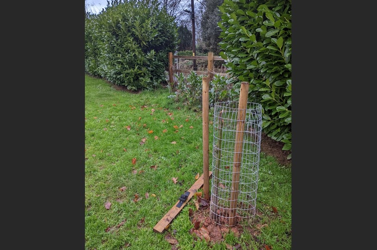 The tree which has had its trunk broken in half in Newcombes Meadow.