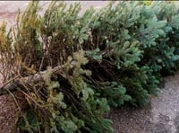 Real Christmas tree collections by Mid Devon District Council
