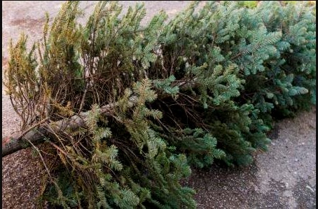 Real Christmas tree collections by Mid Devon District Council
