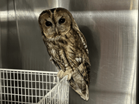 Police officer swoops in to rescue injured owl
