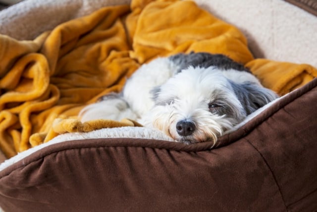 RSPCA tips on keeping pets safe and  cosy as Storm Goretti moves in