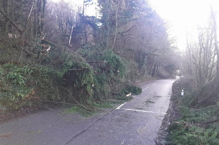 Trees down at Greystone Bridge near Milton Abbot following Storm Goretti.