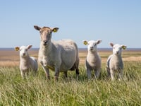 Police appeal after 81 lambs vanish in presumed theft from Devon farm
