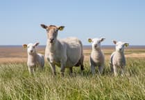 Police appeal after 81 lambs vanish in presumed theft from Devon farm