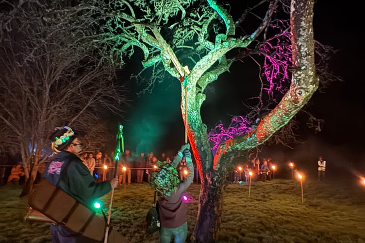 Wassail Queen Sue Charnock places toast in the apple tree at Sandford Wassail.  AQ 2227
