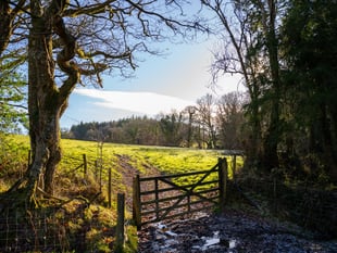 New woodland being created near Hatherleigh