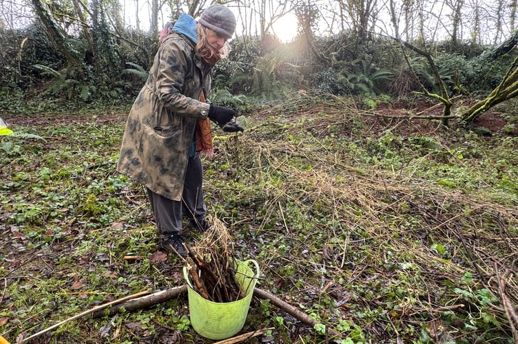 Willow Weaver Carol Richards evaluating some collected willow