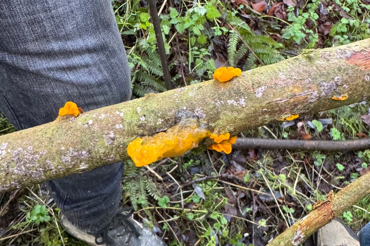 Yellow Brain Fungus aka 'Witches Butter' discovered during processing of dead willow at Creativity Acre