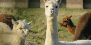 Unlimited fines for dog owners under new laws