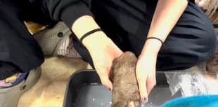 Sign Up To Join A Wool Felt (Slipper) Making Dance Party!
