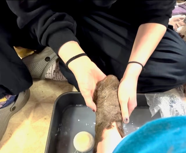 Sign Up To Join A Wool Felt (Slipper) Making Dance Party!
