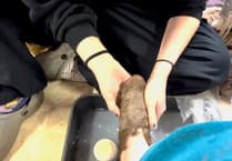 Sign Up To Join A Wool Felt (Slipper) Making Dance Party!